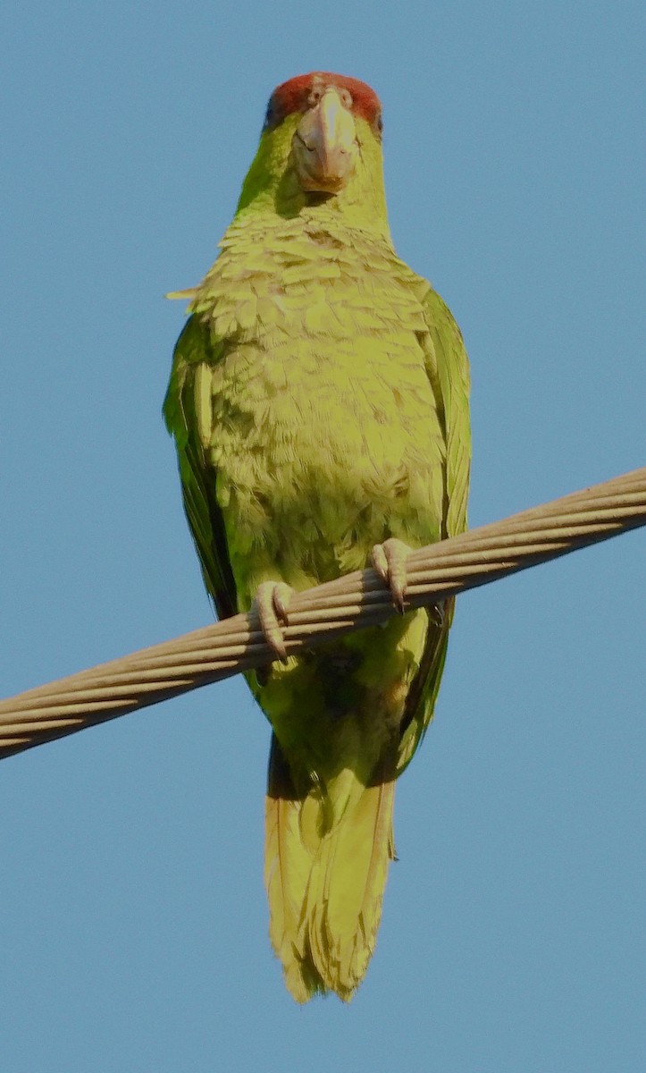 Lilac-crowned Amazon - ML640346659