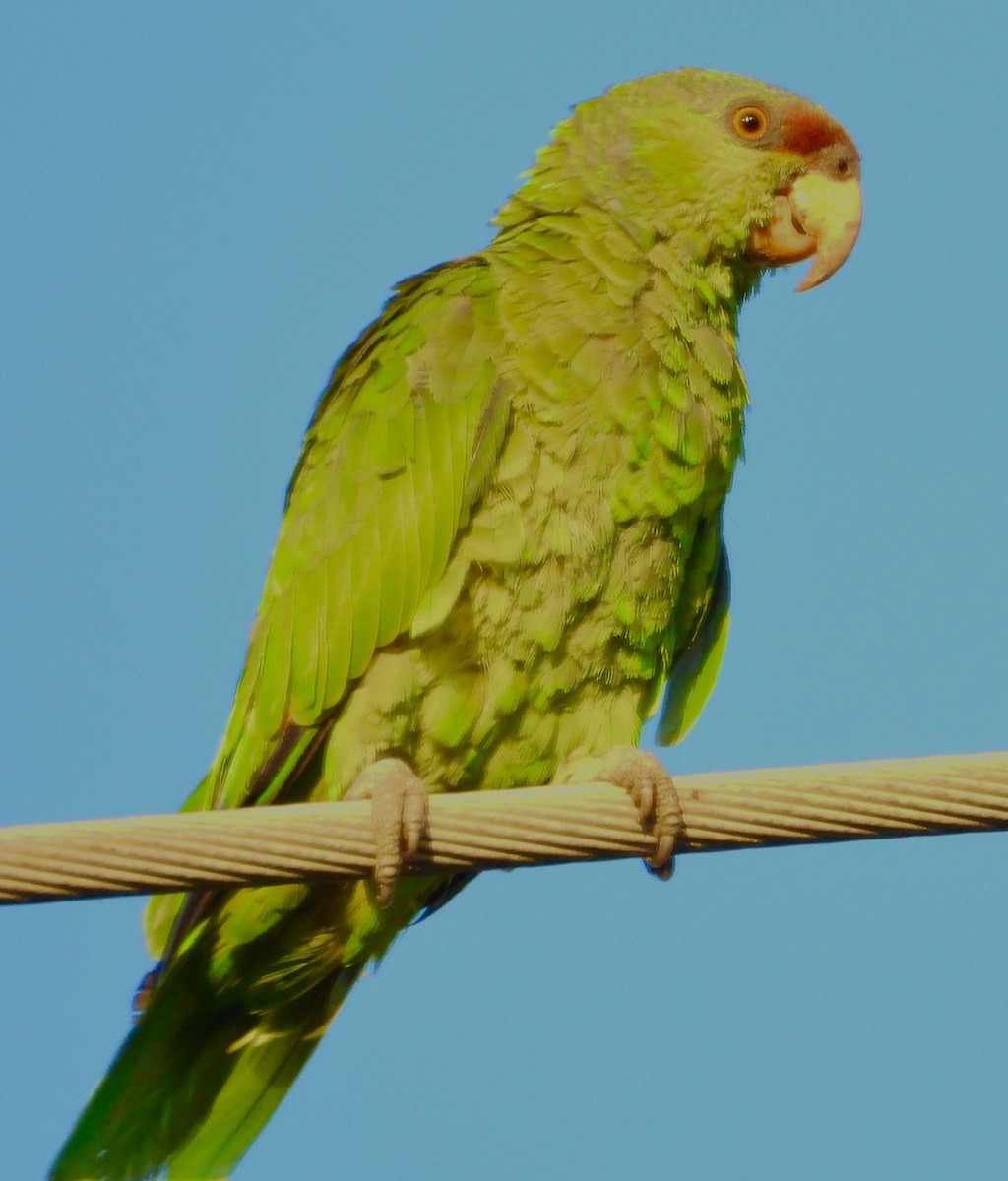 Lilac-crowned Amazon - ML640346660