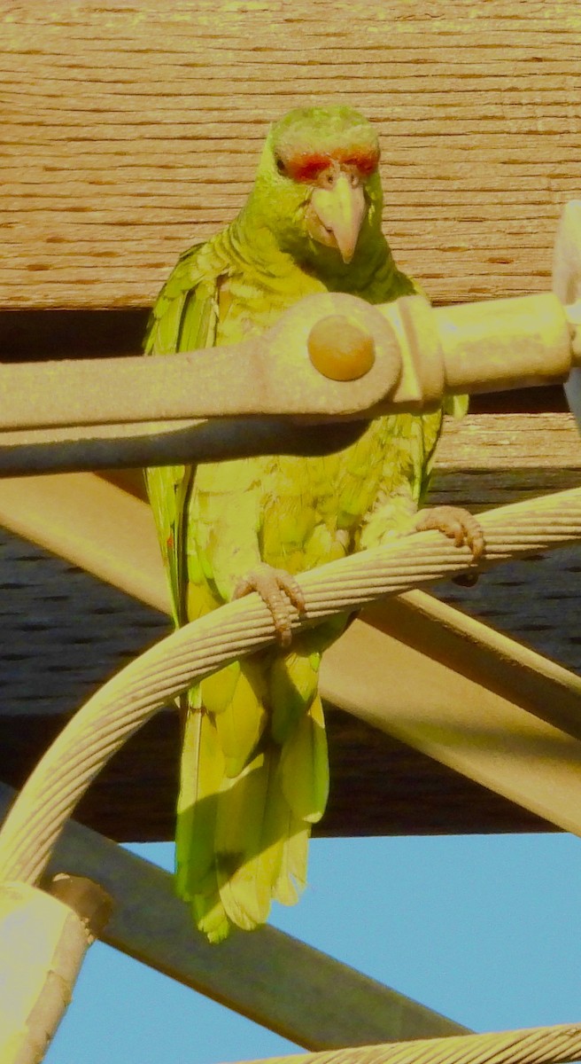 Lilac-crowned Amazon - ML640346661