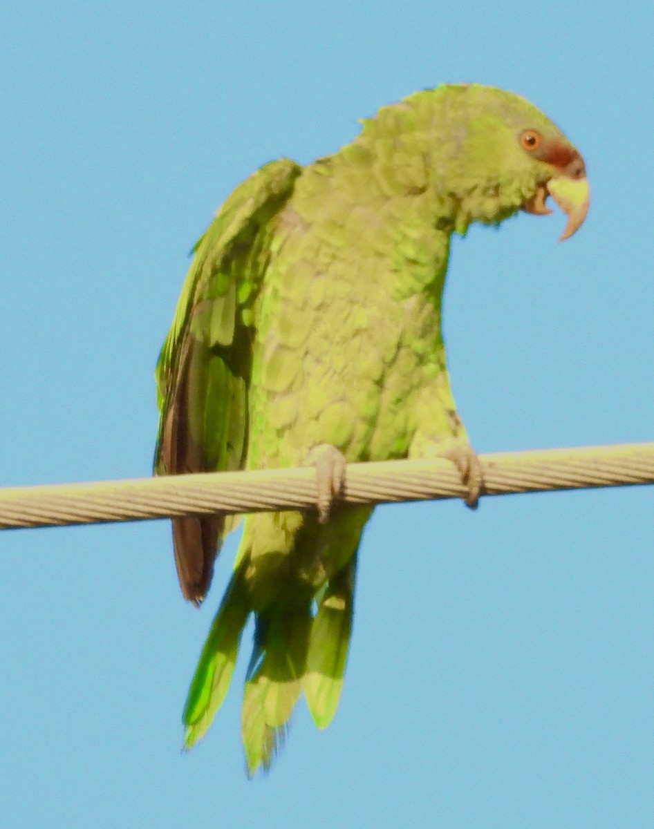 Lilac-crowned Amazon - ML640346662