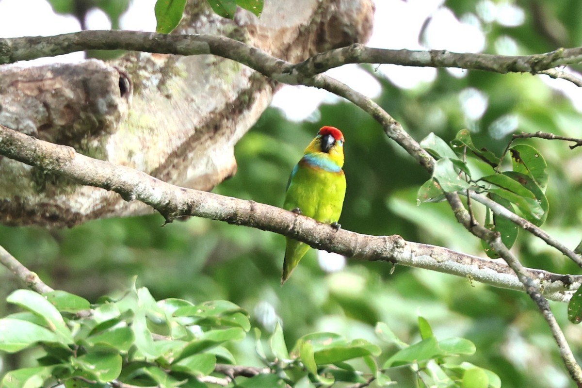 Large Fig-Parrot - ML640346663