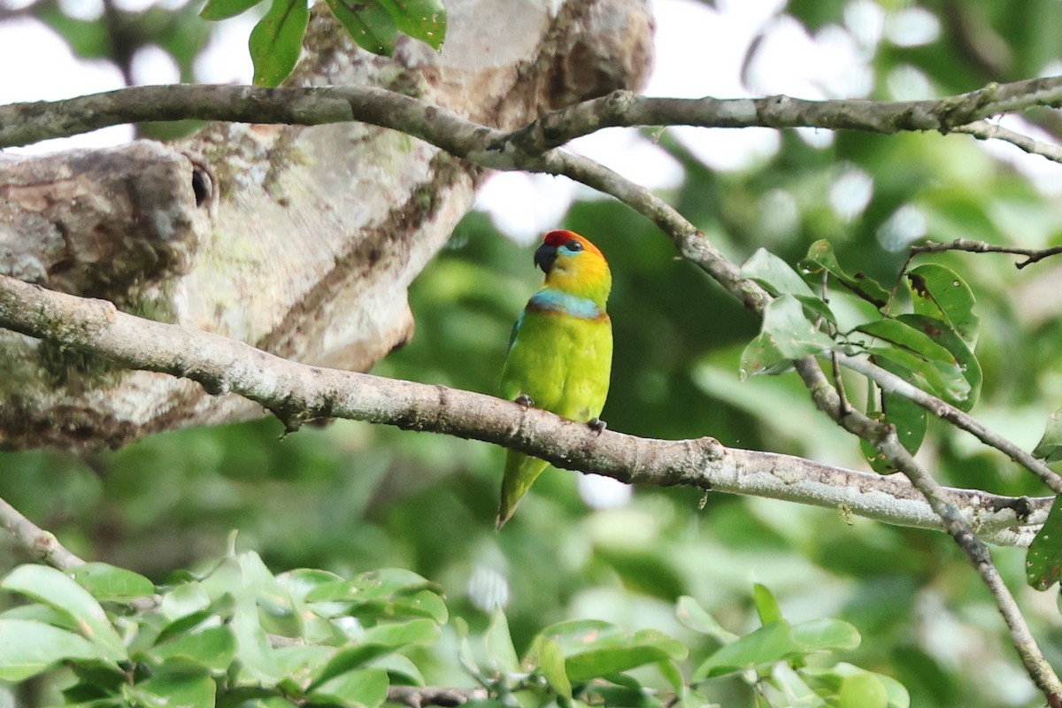 Large Fig-Parrot - ML640346679