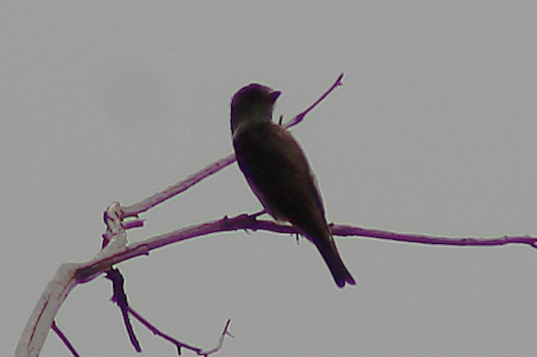 Olive-sided Flycatcher - ML640346689