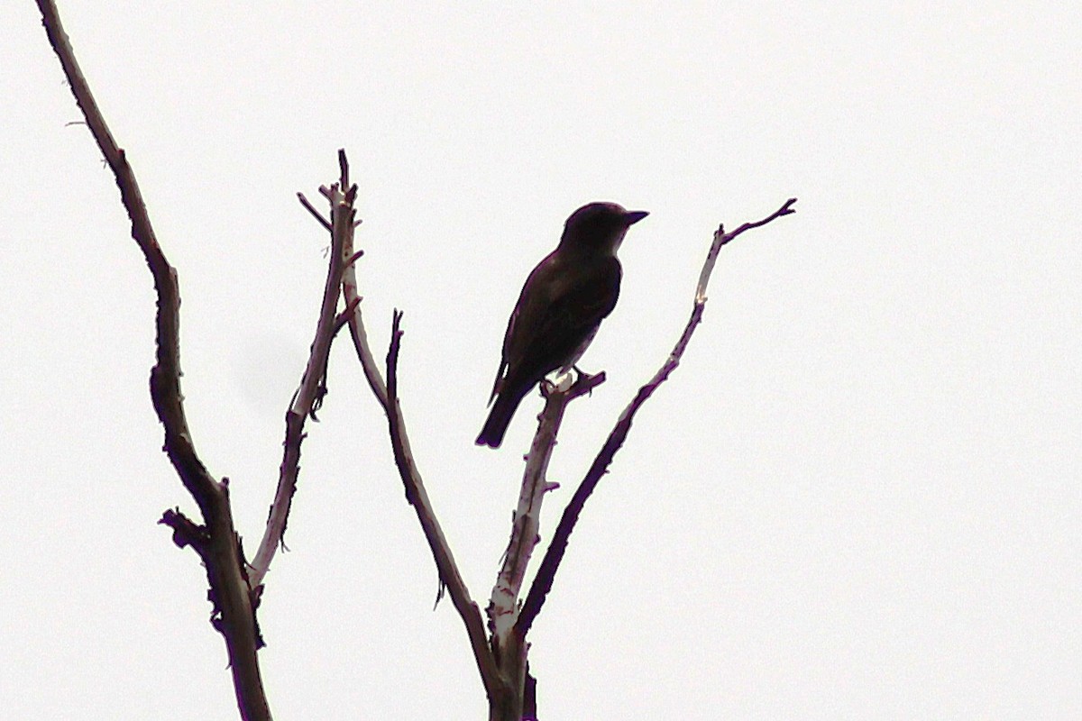Olive-sided Flycatcher - ML640346697