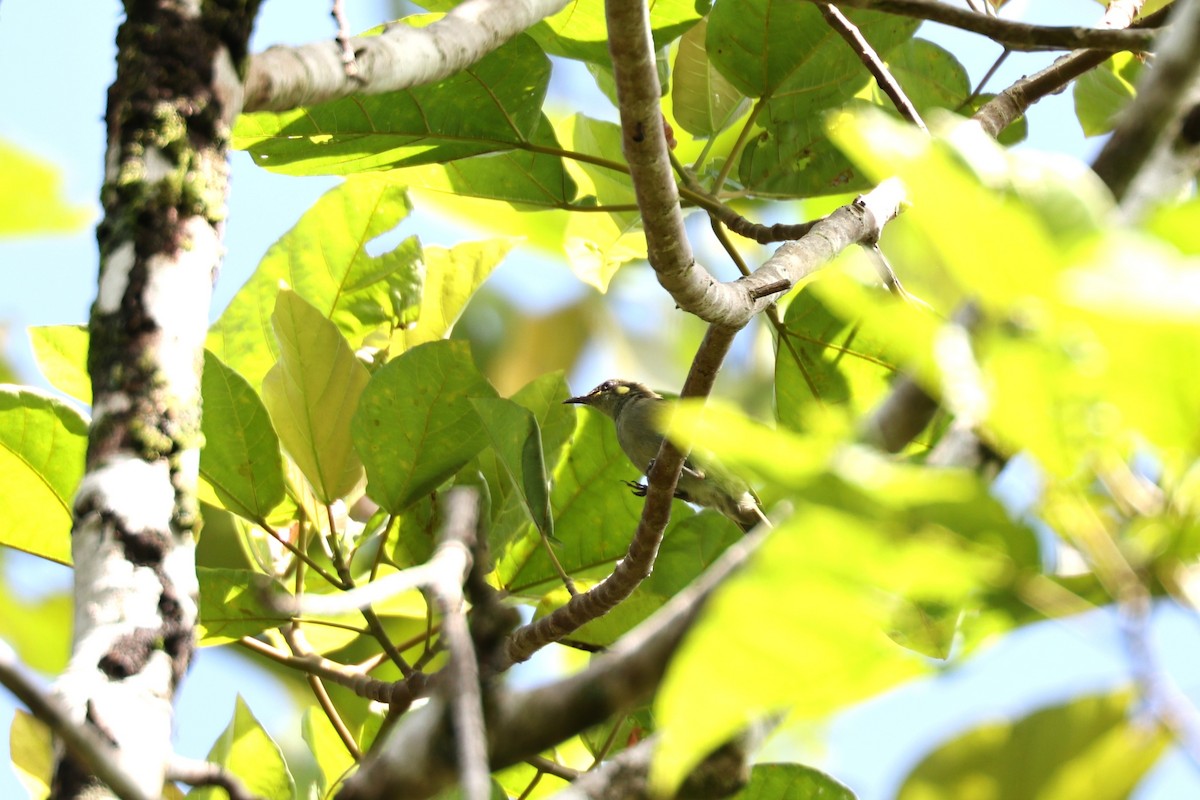 Mimic Honeyeater - ML640346710