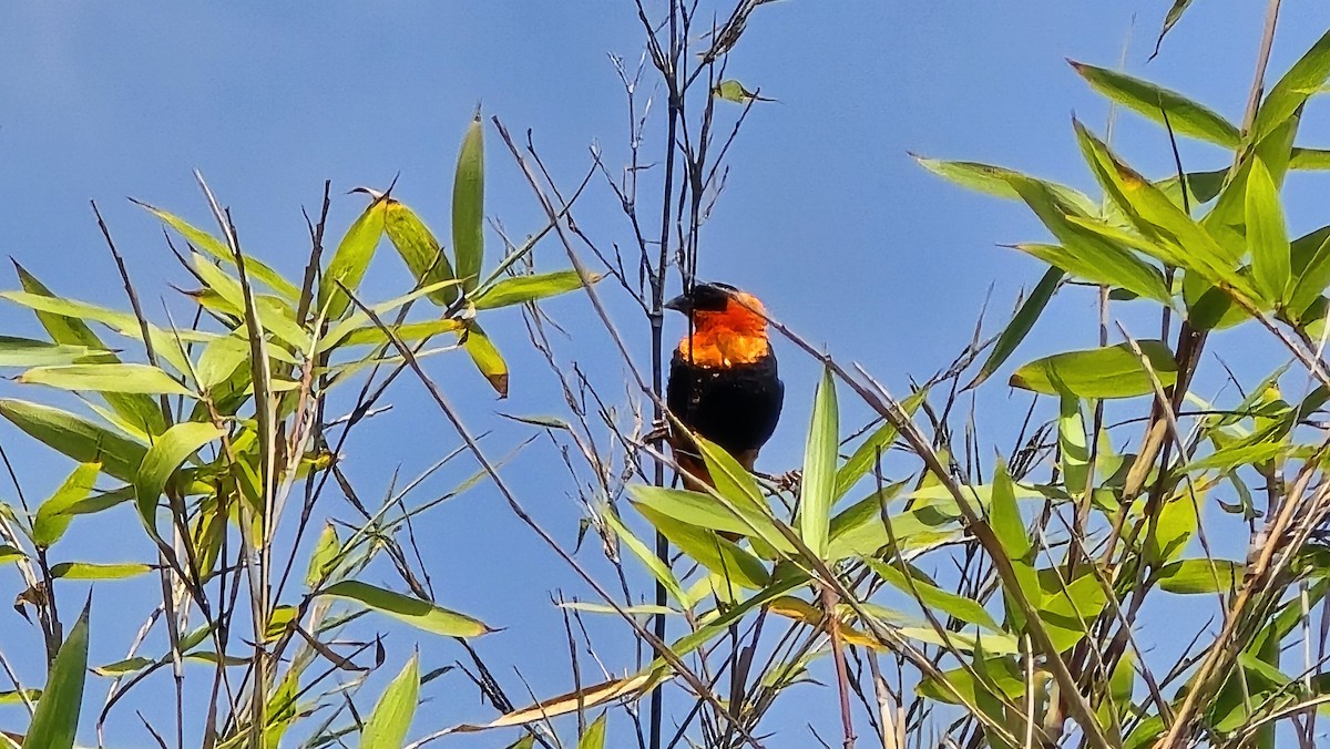 Northern Red Bishop - ML640346716