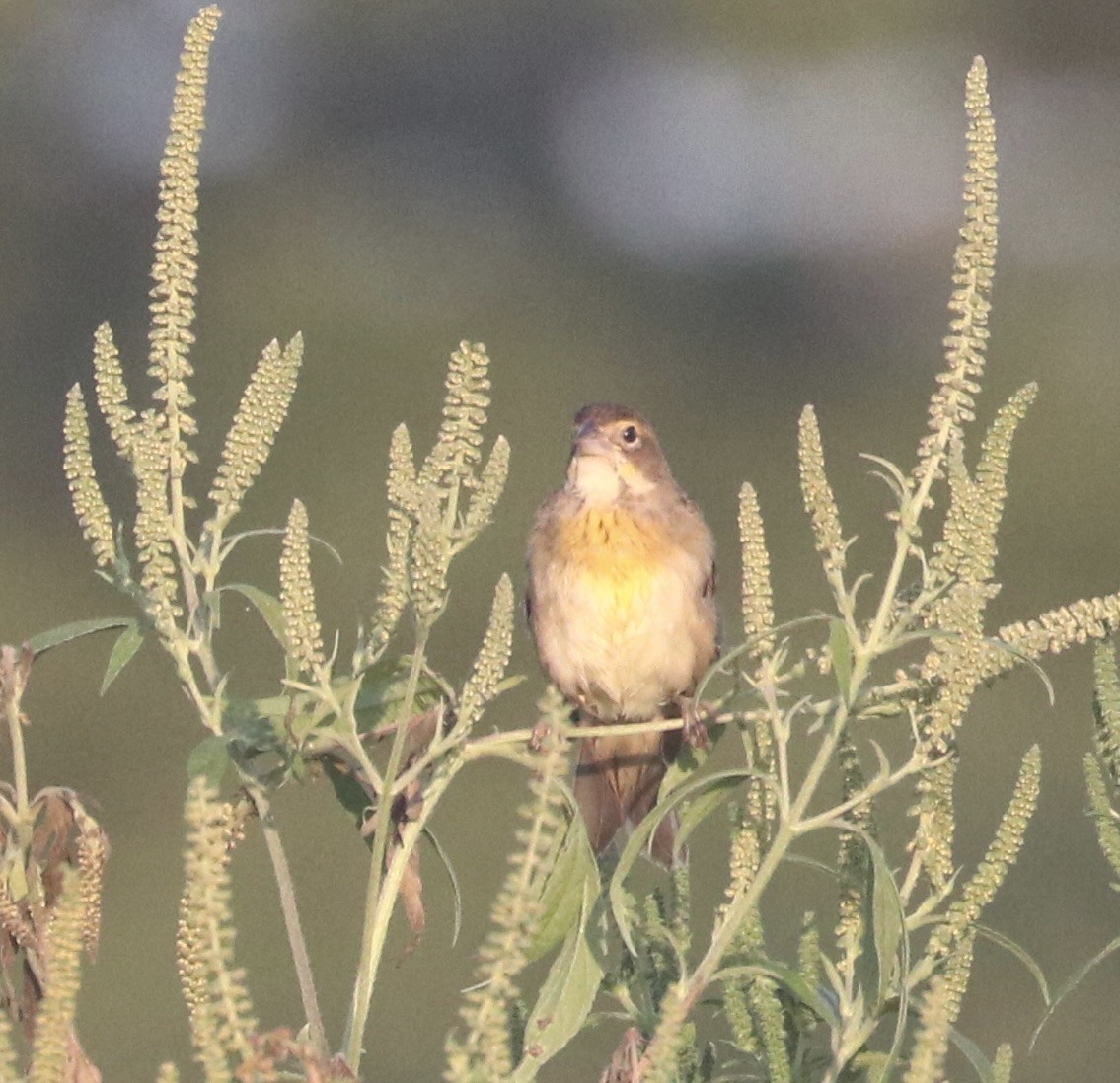 Dickcissel d'Amérique - ML640346722