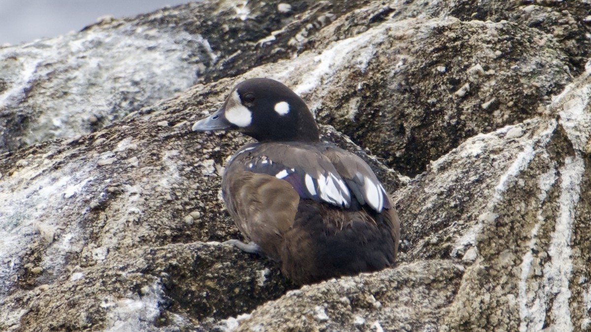 Harlequin Duck - ML640346749