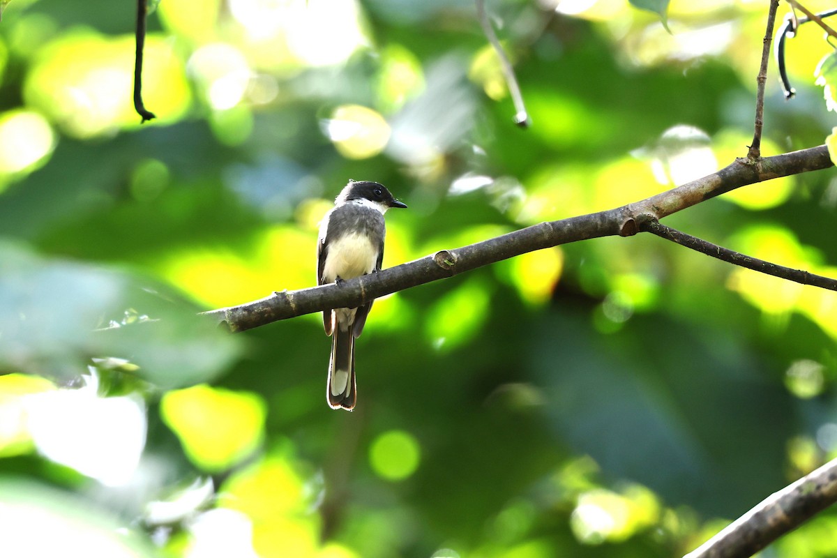 Northern Fantail (Melanesian) - ML640346803