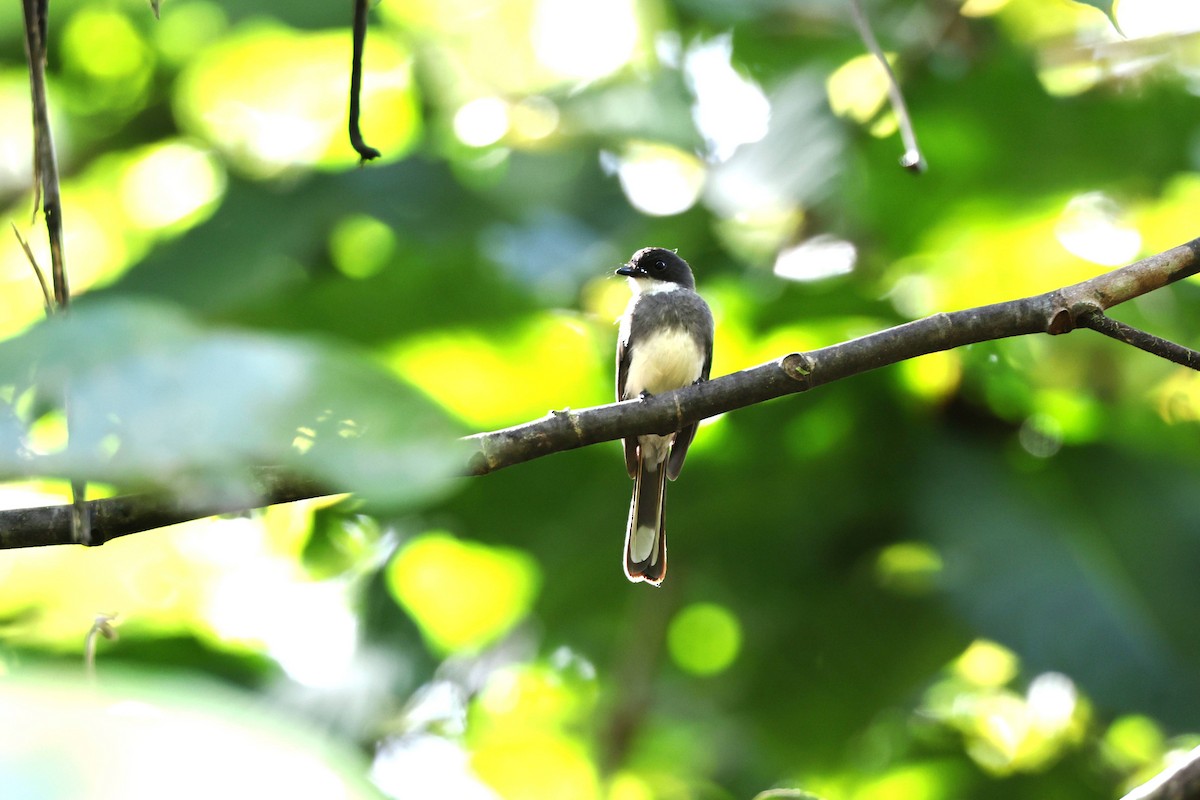 Northern Fantail (Melanesian) - ML640346807