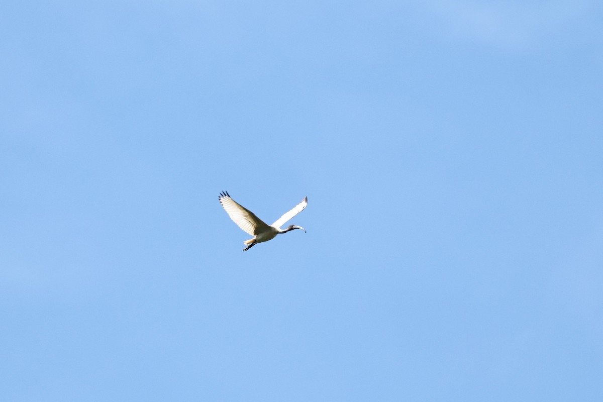 Australian Ibis - ML640346813