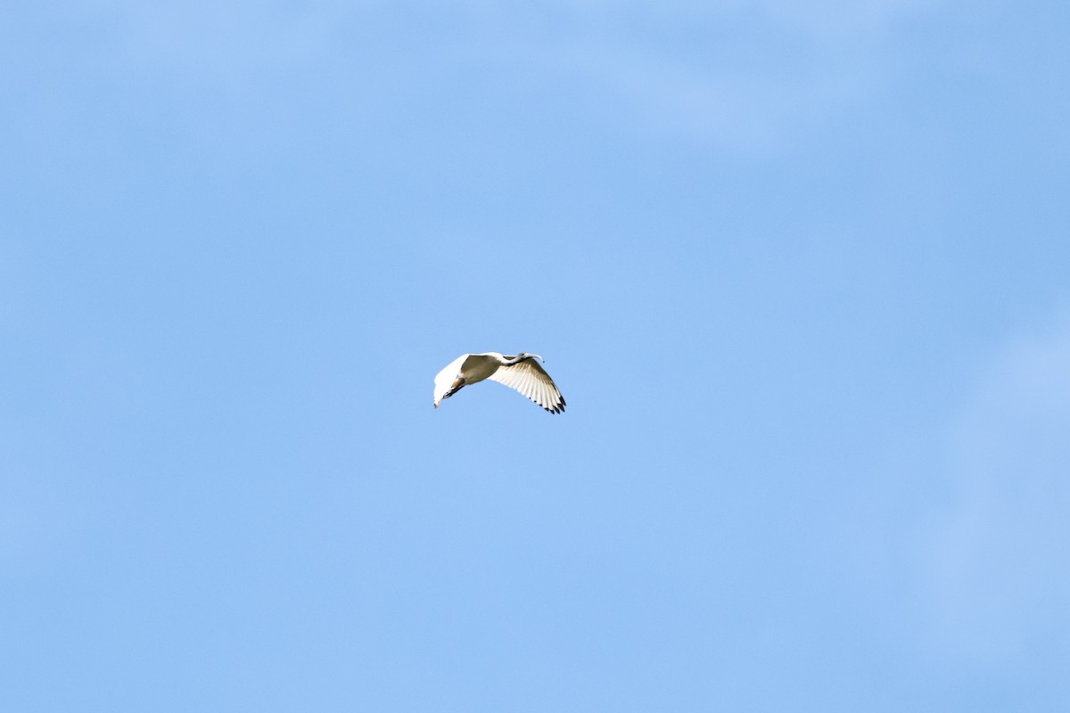 Australian Ibis - ML640346814