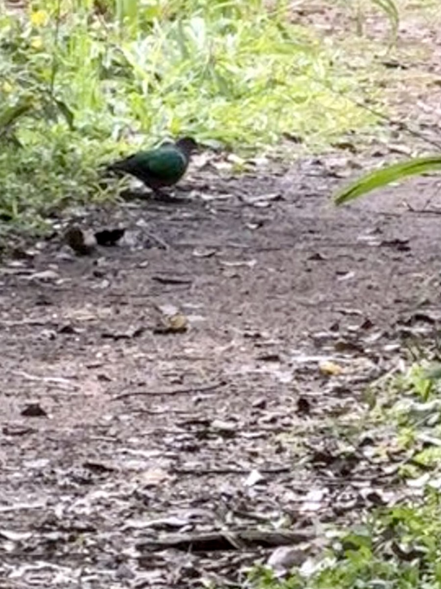 Pacific Emerald Dove - ML640346851