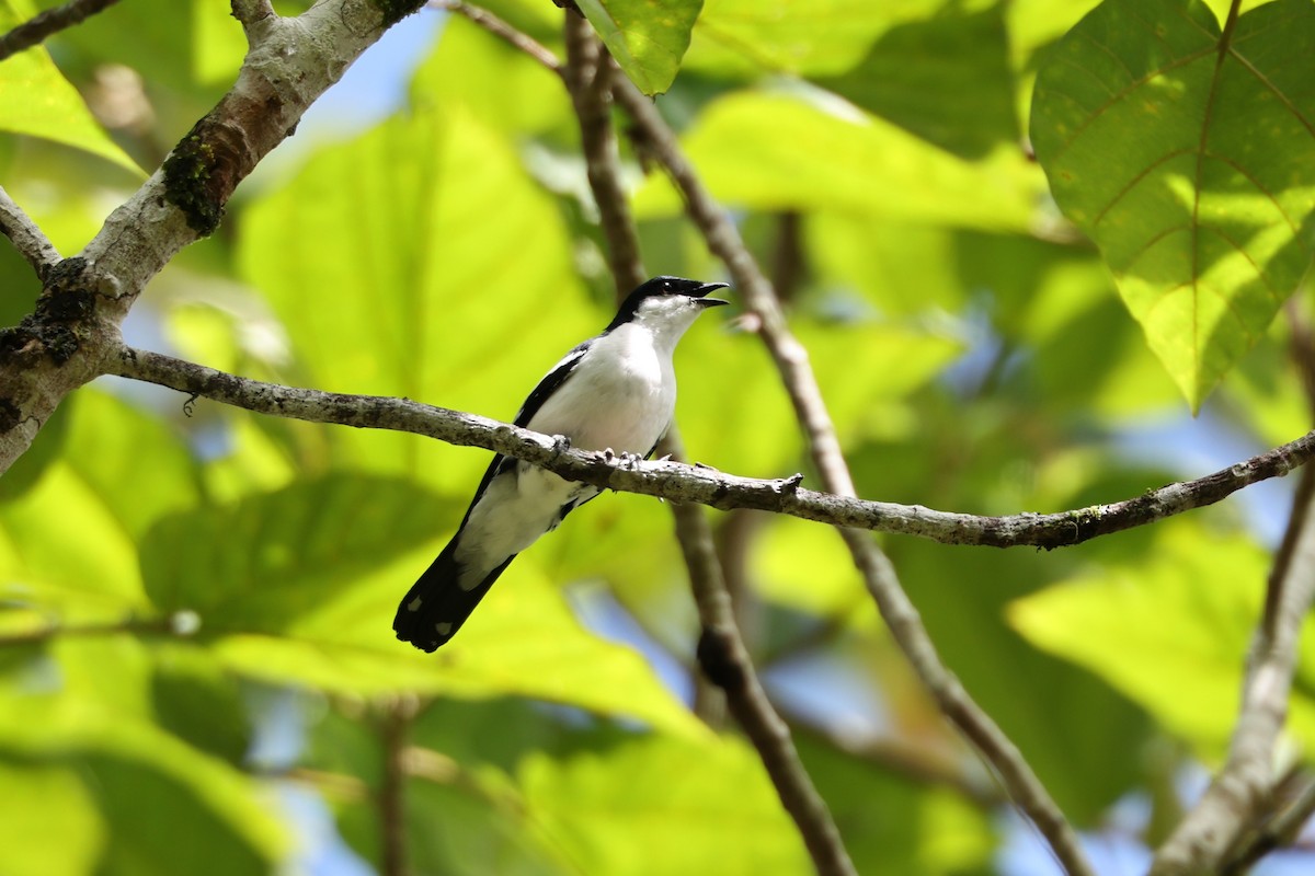 Black-browed Triller - ML640346872