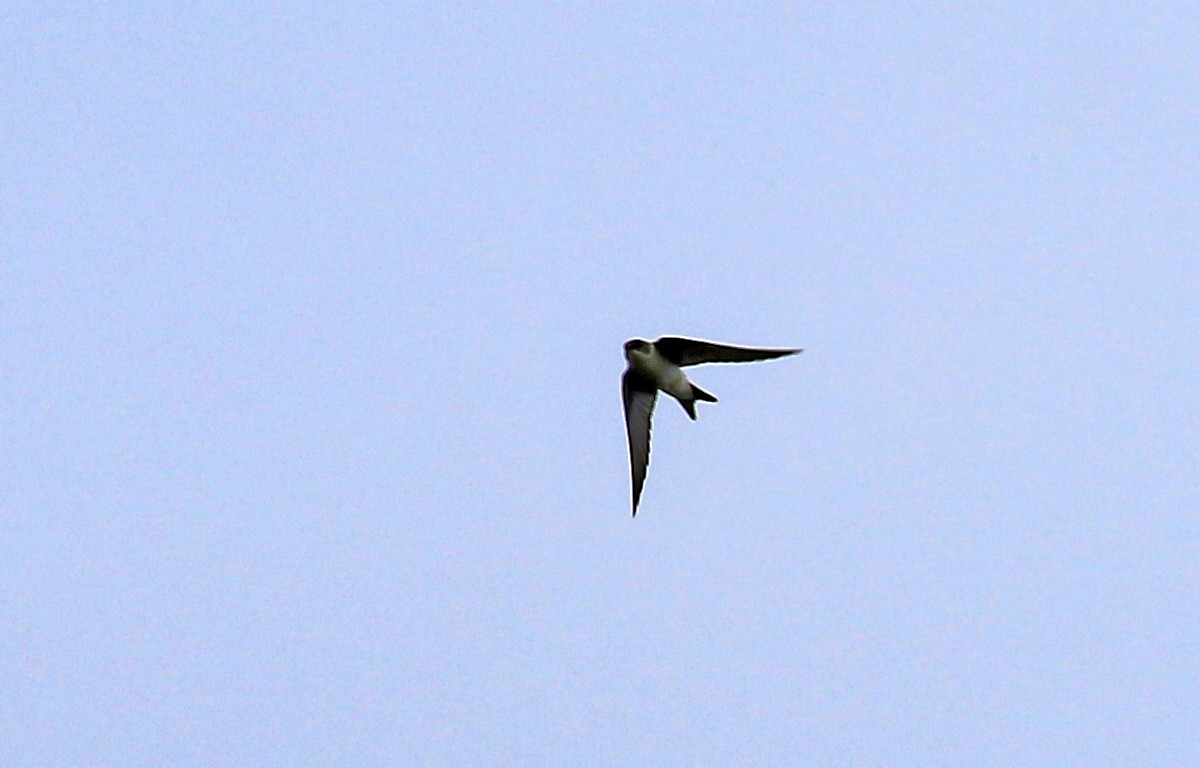 Golden Swallow - ML640346873