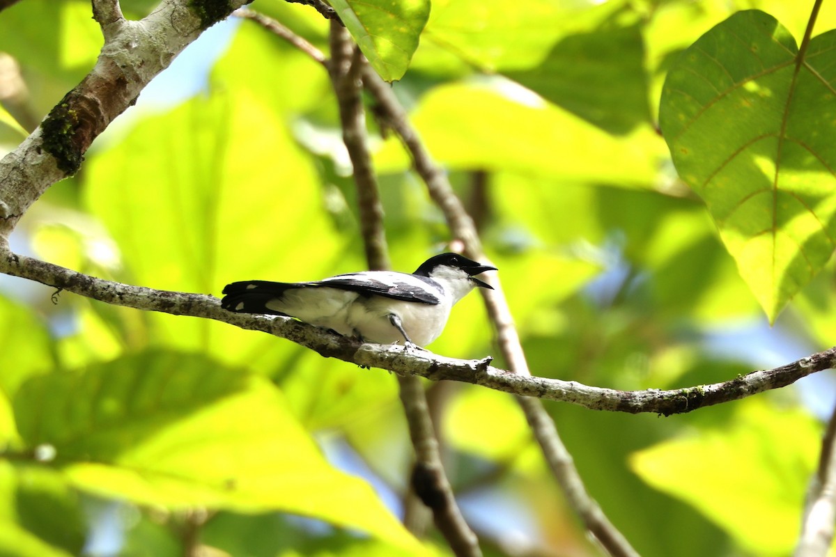 Black-browed Triller - ML640346874