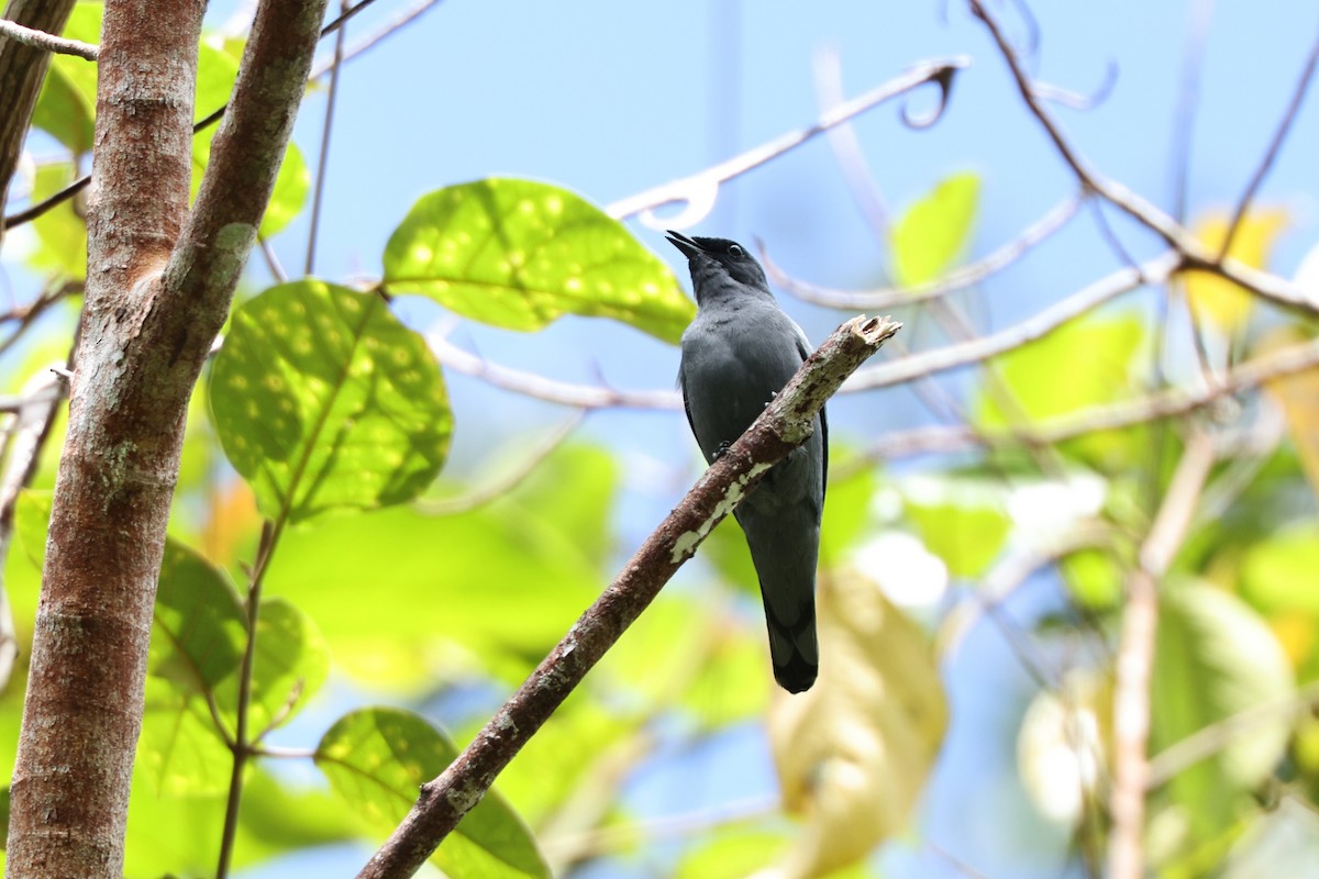 Gray-headed Cicadabird - ML640346875