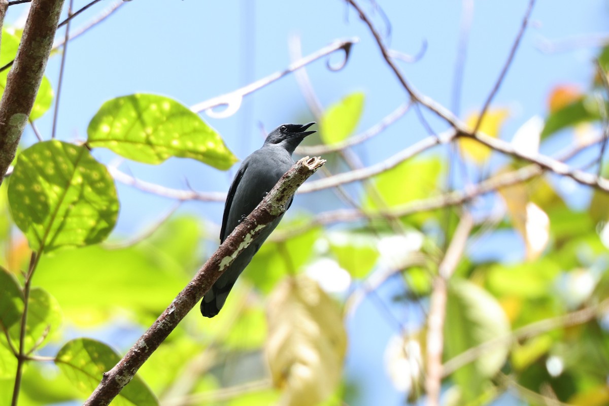 Gray-headed Cicadabird - ML640346882