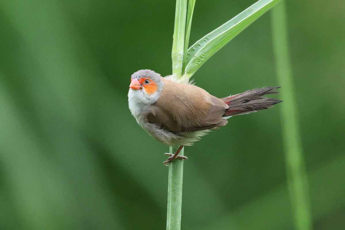 Orange-cheeked Waxbill - ML640346903