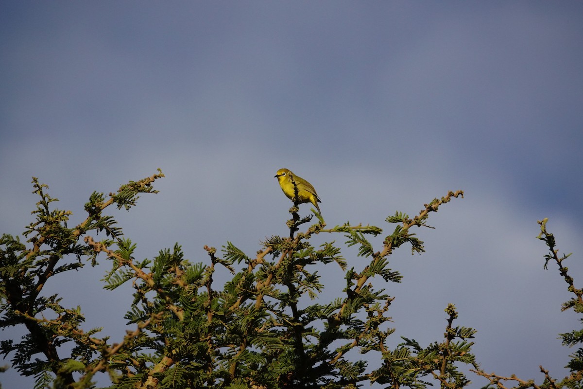 Northern Yellow White-eye - ML640346999