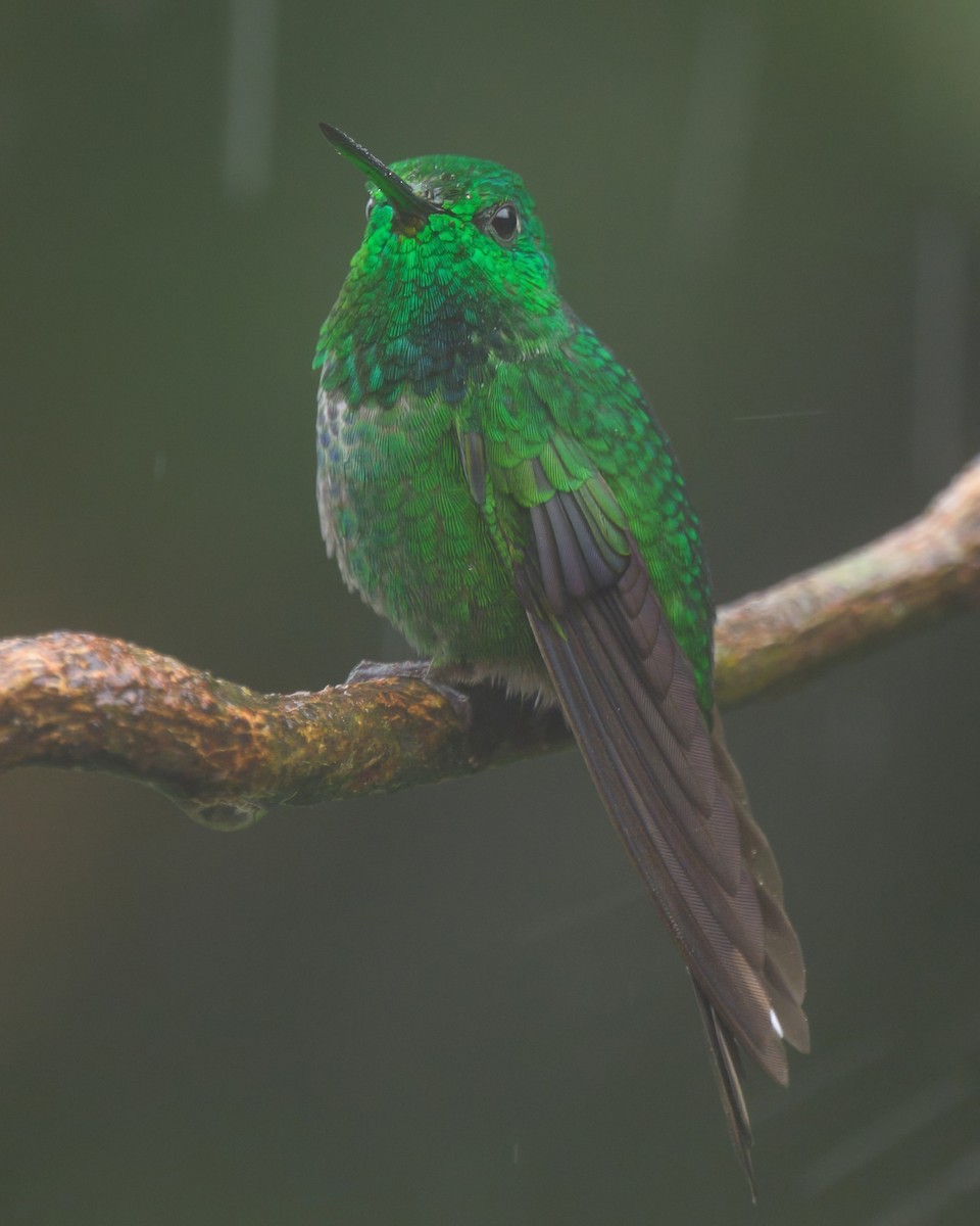 Rufous-vented Whitetip - ML640347022
