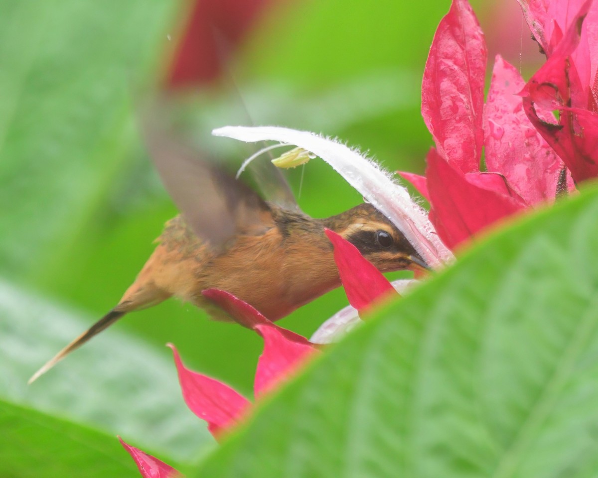 Gray-chinned Hermit - ML640347040