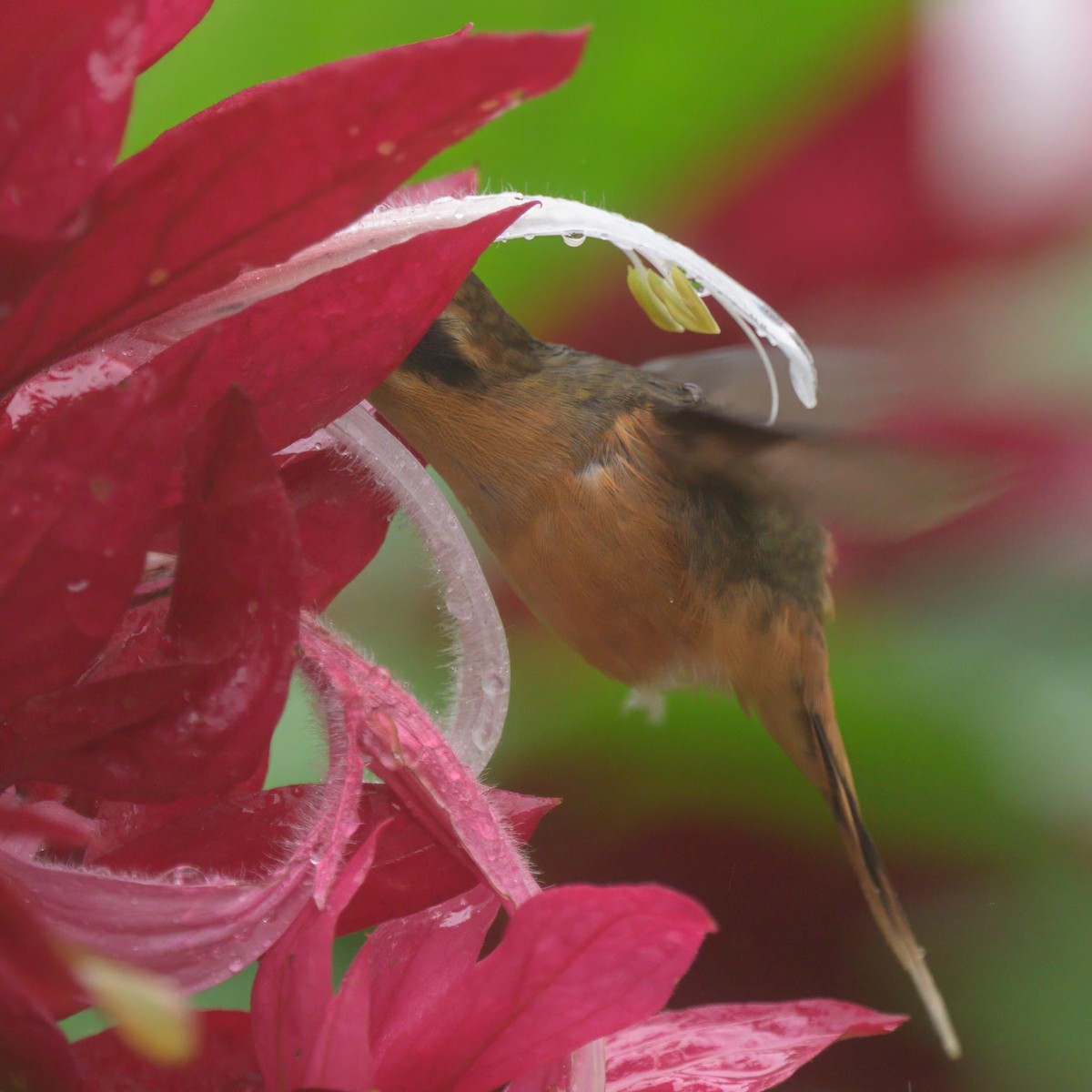 Gray-chinned Hermit - ML640347042