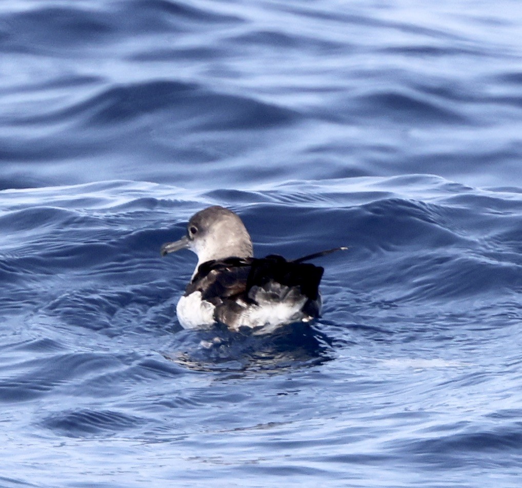 Black-vented Shearwater - ML640347083