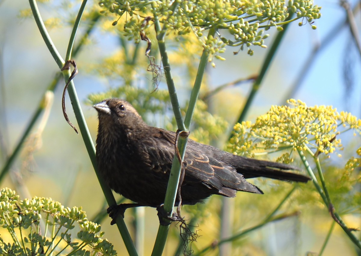 Red-winged Blackbird (California Bicolored) - ML640347160