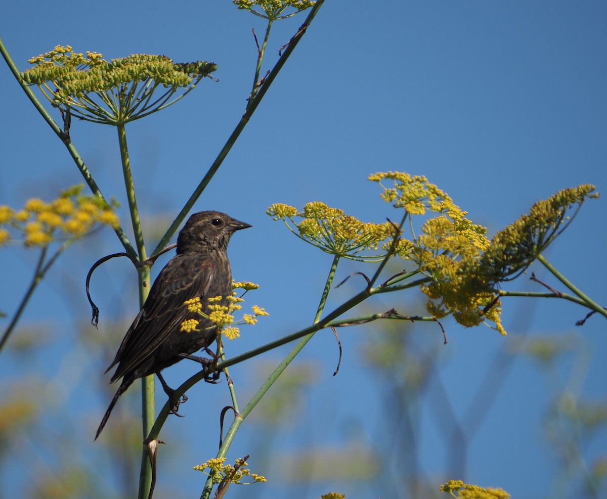 Red-winged Blackbird (California Bicolored) - ML640347162