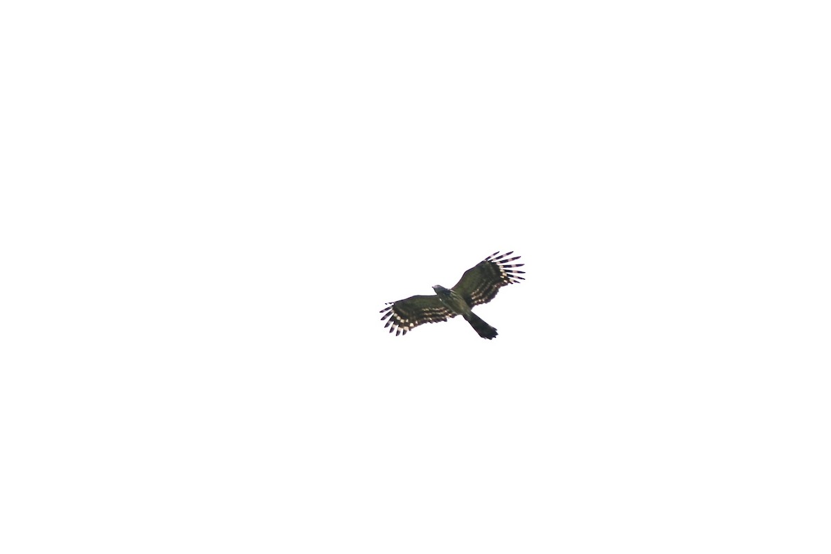 Long-tailed Honey-buzzard - ML640347200