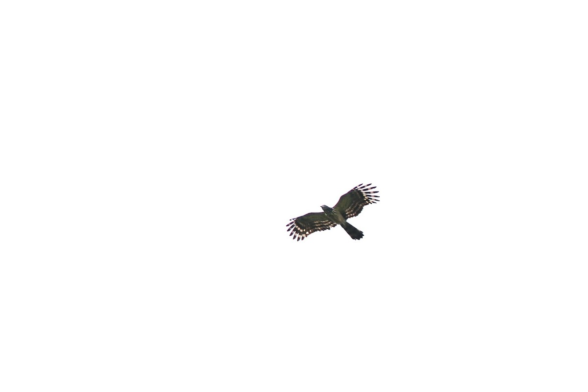 Long-tailed Honey-buzzard - ML640347212