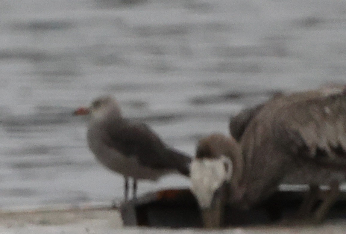 Heermann's Gull - ML640347238