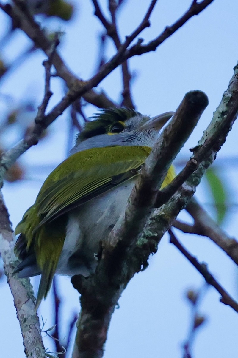 Green-backed Becard - ML640347369