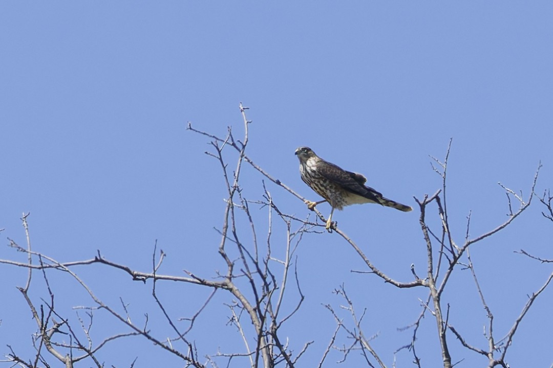 Épervier brun - ML640347377