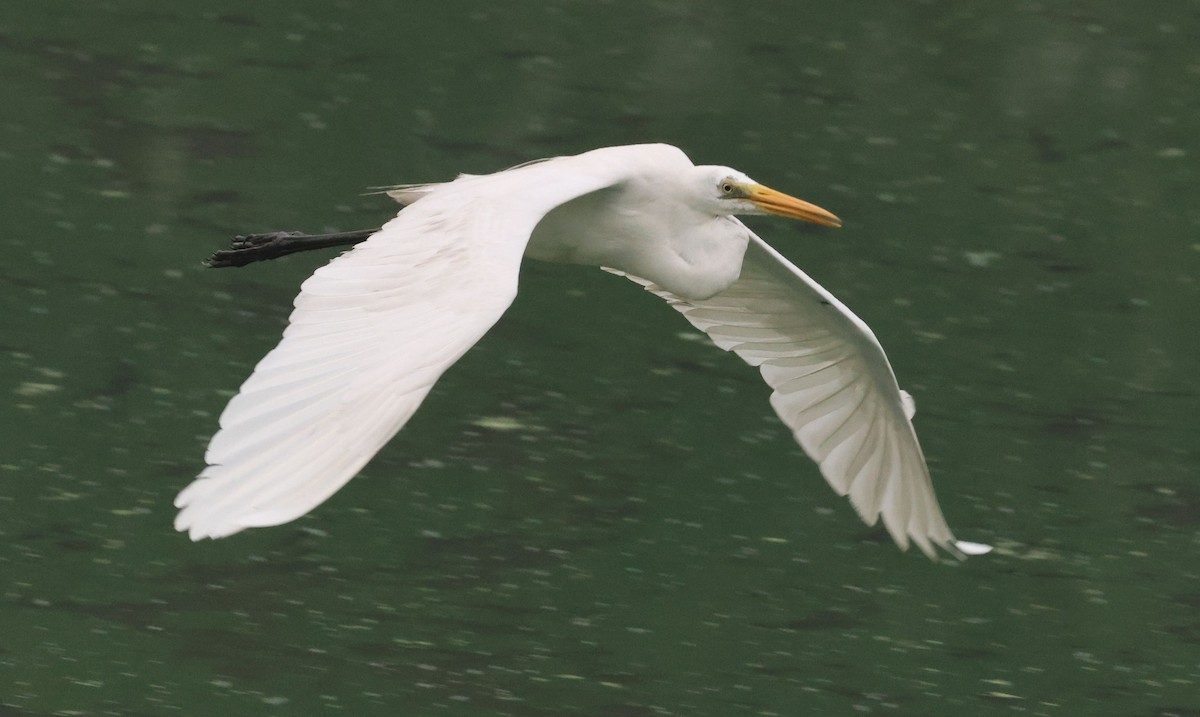 Medium Egret - ML640347380