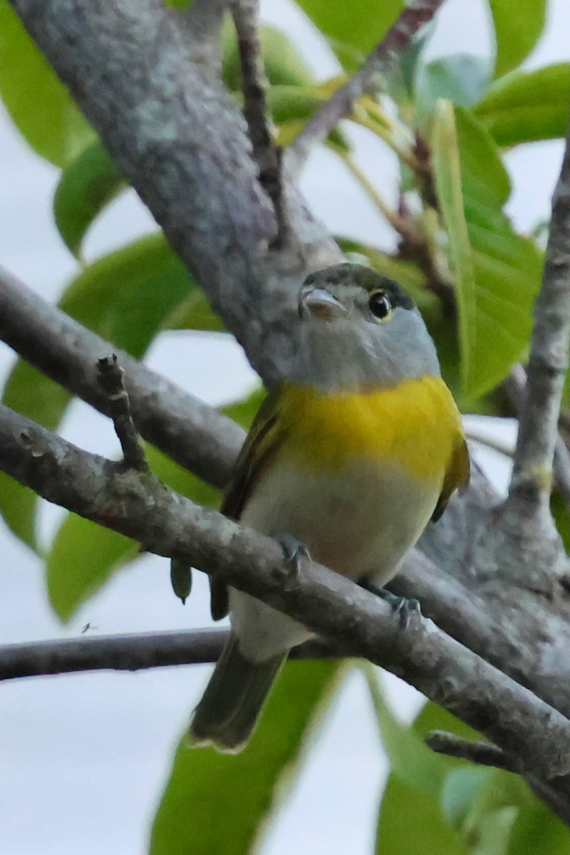 Green-backed Becard - ML640347400
