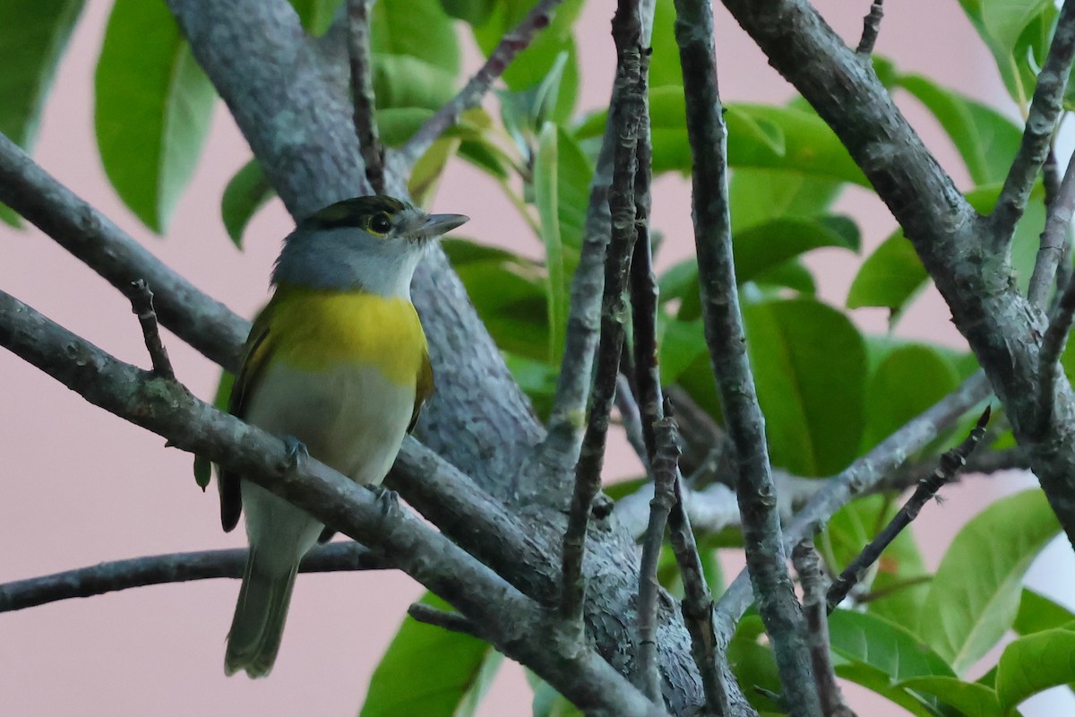 Green-backed Becard - ML640347401