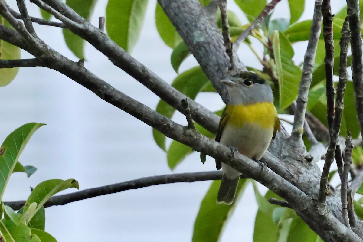 Green-backed Becard - ML640347402