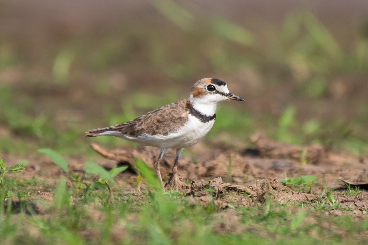 Collared Plover - ML640347406
