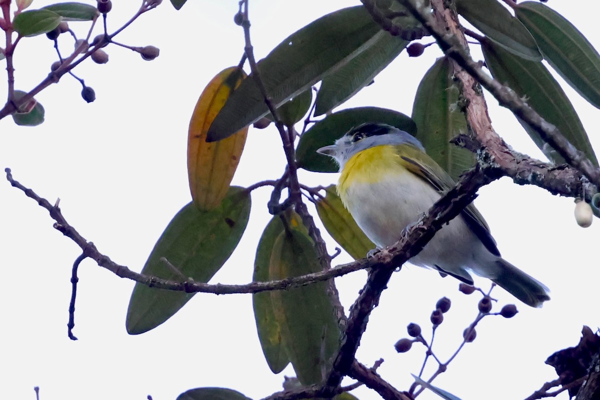 Green-backed Becard - ML640347420