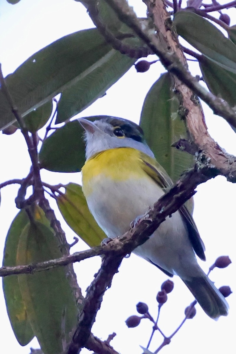 Green-backed Becard - ML640347421