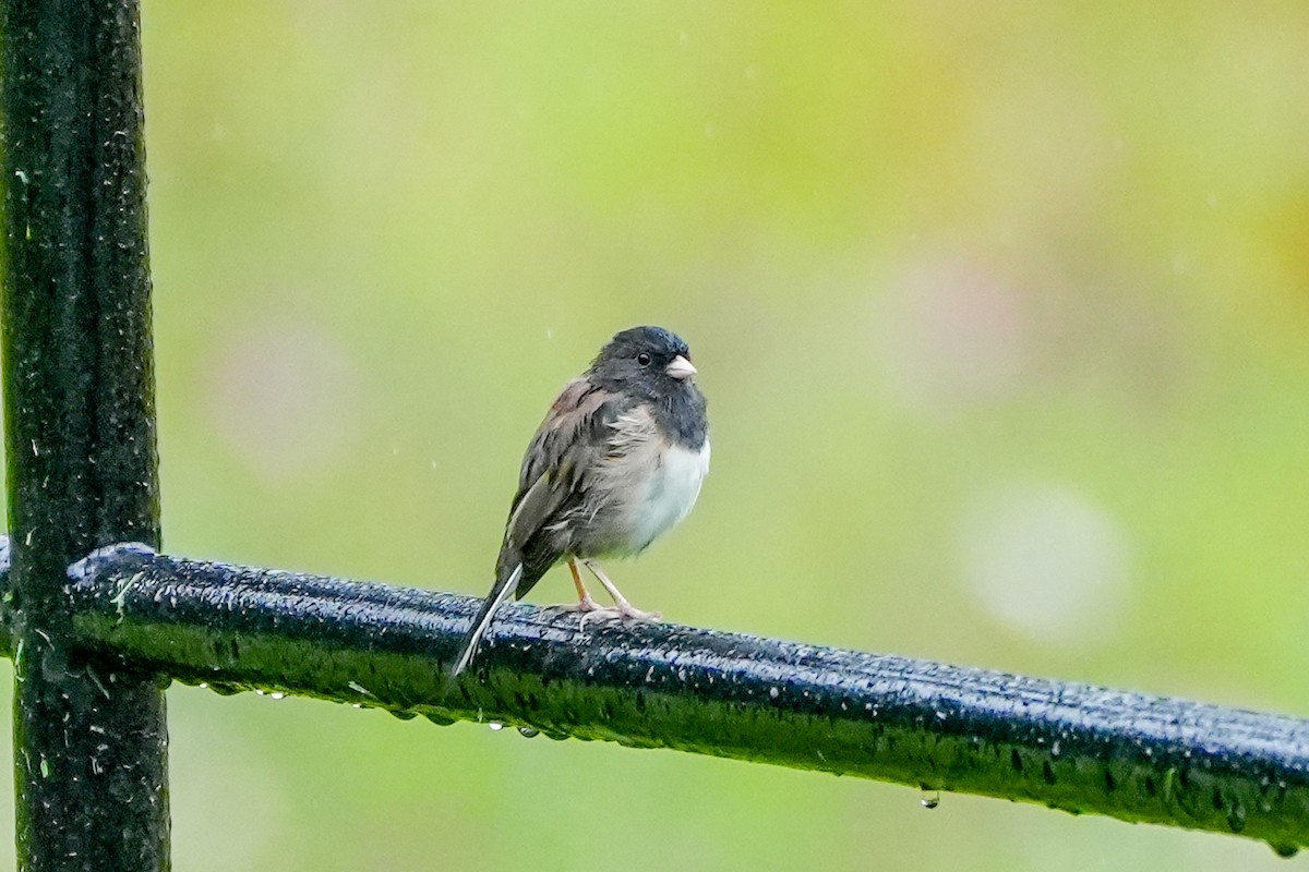 Dark-eyed Junco - ML640347450