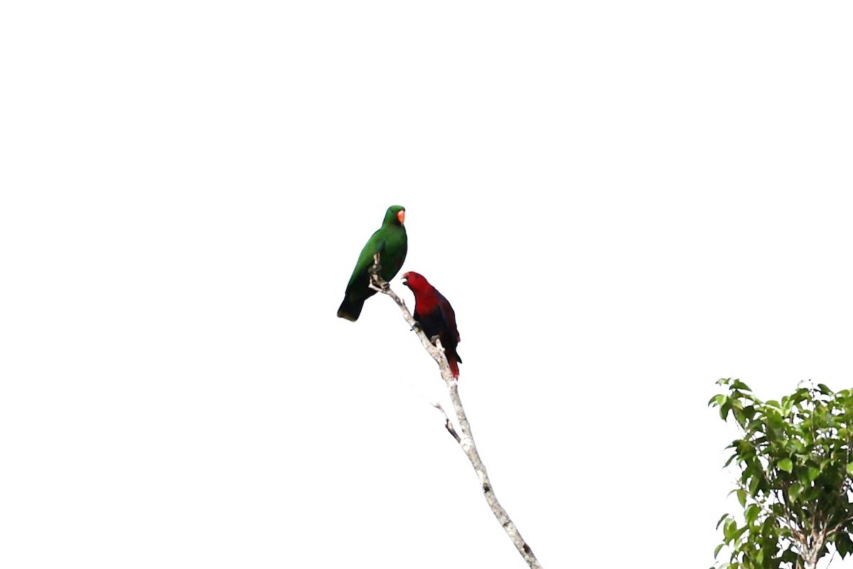 Papuan Grassbird - ML640347451
