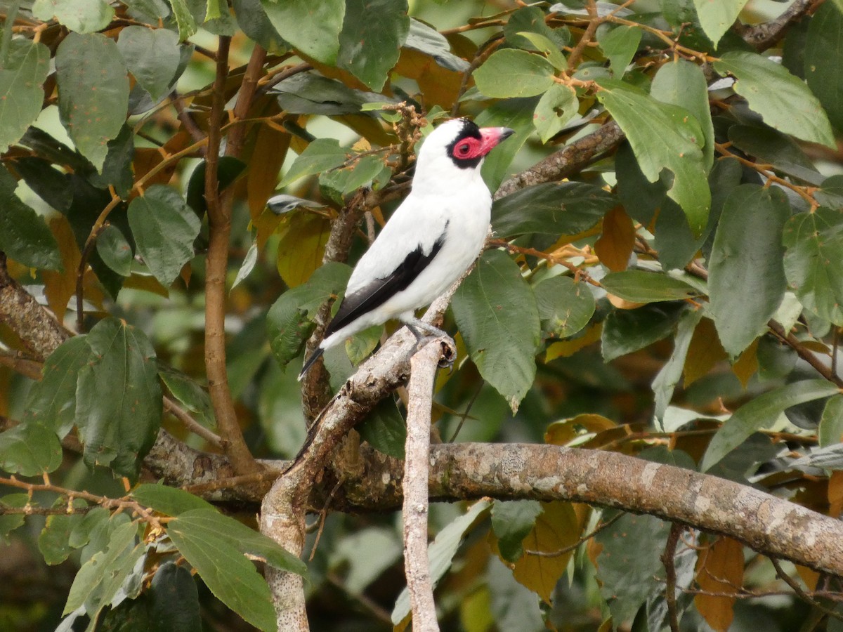 Masked Tityra - ML640347469