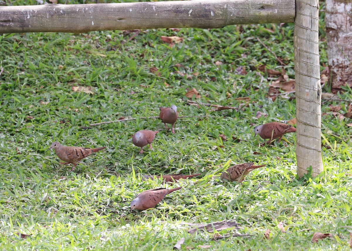 Ruddy Ground Dove - ML640347470