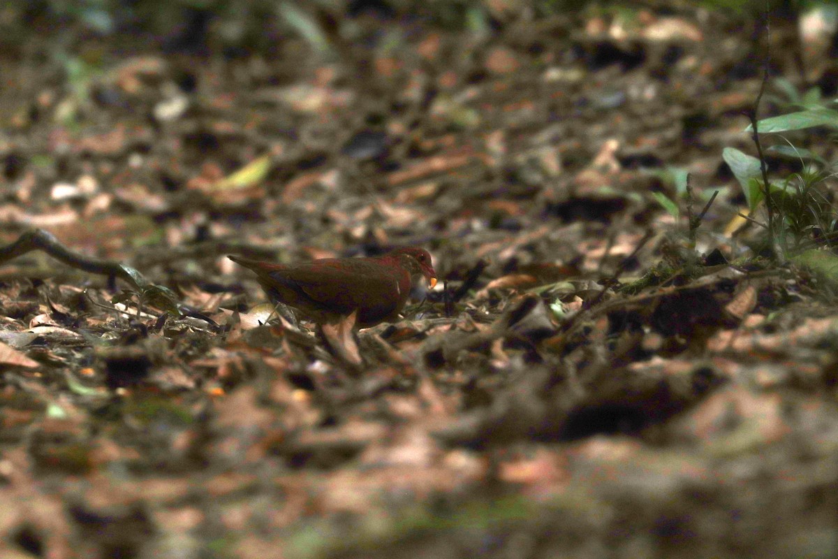 Ruddy Quail-Dove - ML640347471