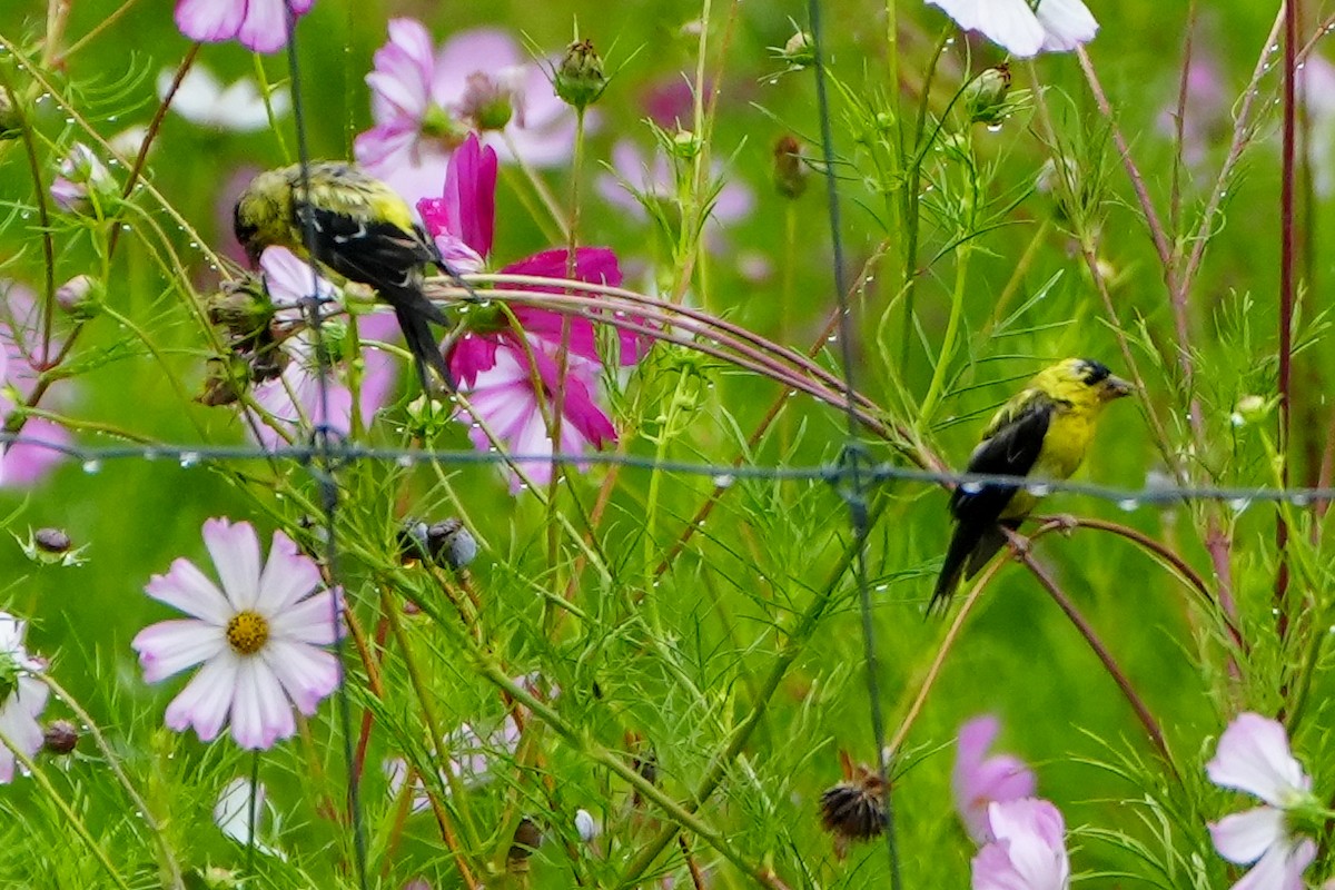 American Goldfinch - ML640347472