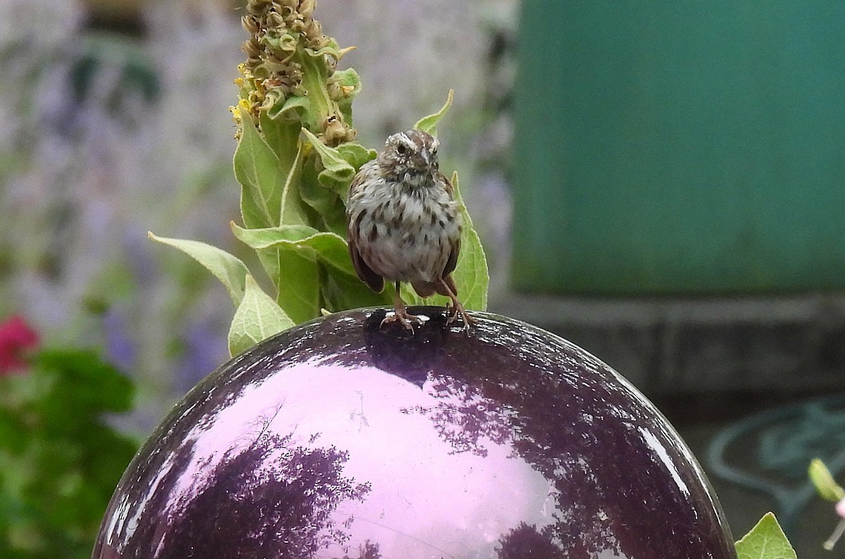 Song Sparrow (montana/merrilli) - ML640347473