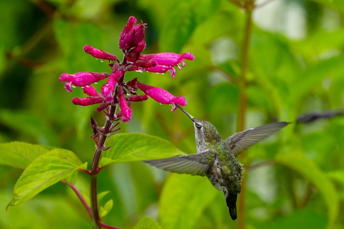 Anna's Hummingbird - ML640347489